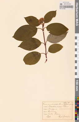 MAG 0013904