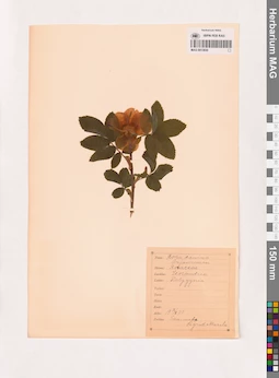 MAG 0013830