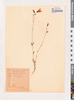 MAG 0013832