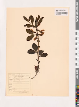 MAG 0013834