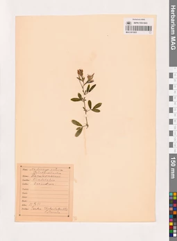 MAG 0013835