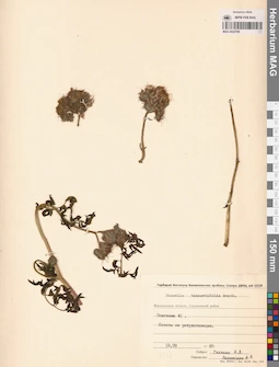 MAG 0022798