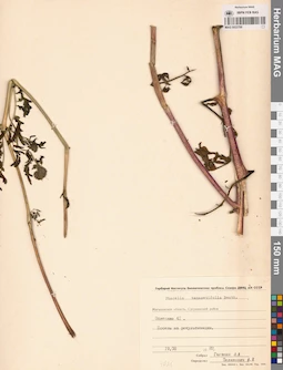 MAG 0022799
