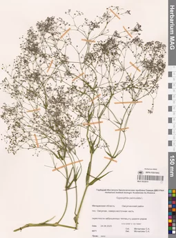 MAG 0022919