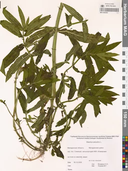 MAG 0022922