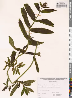 MAG 0022924