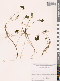 MAG 0022889