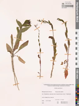 MAG 0022909