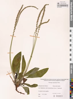 MAG 0022910