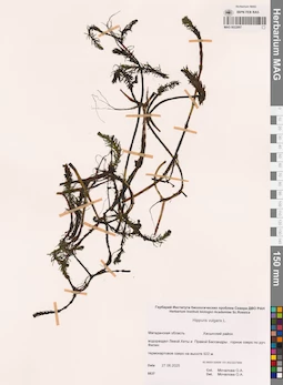 MAG 0022897