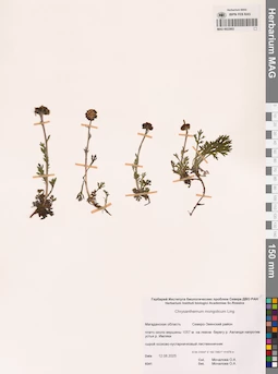 MAG 0022802