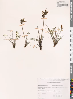 MAG 0022804