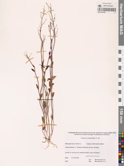 MAG 0022806