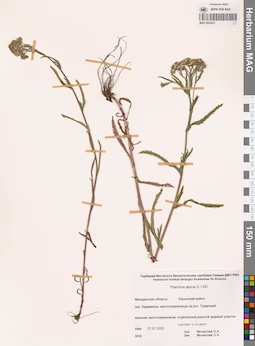 MAG 0022821