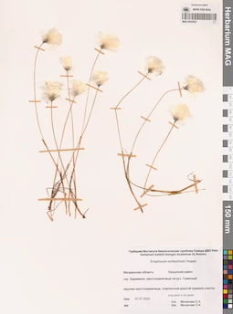 MAG 0022822
