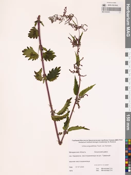 MAG 0022823