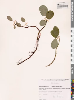 MAG 0022832