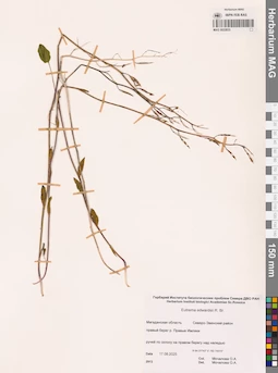 MAG 0022833