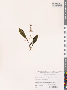 MAG 0022838