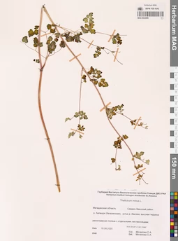 MAG 0022886
