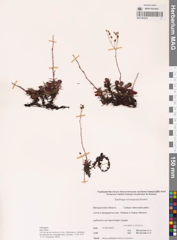 MAG 0022915