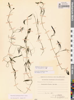 MAG 0009195