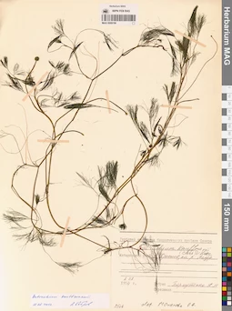 MAG 0009196