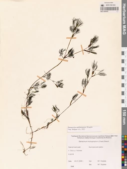 MAG 0009424