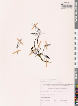 MAG 0009427