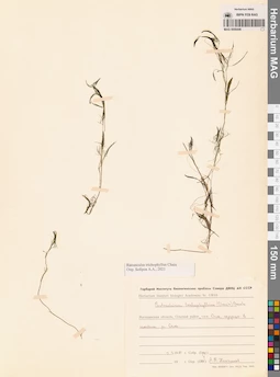 MAG 0009446