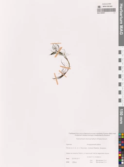 MAG 0009941