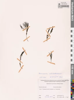 MAG 0009951