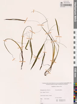 MAG 0022945