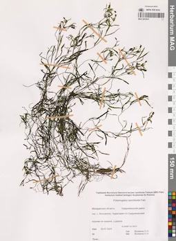 MAG 0022947