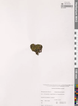 MAG 0022949