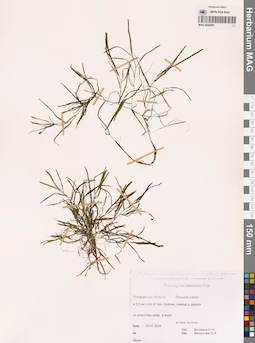 MAG 0022950