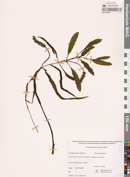 MAG 0022952