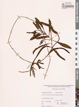 MAG 0022953