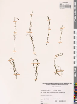 MAG 0022959