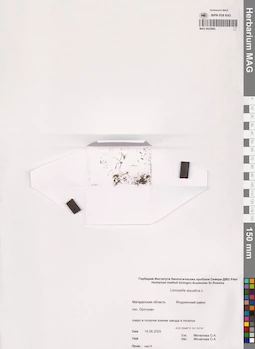 MAG 0022965