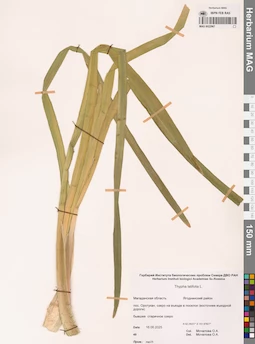 MAG 0022967