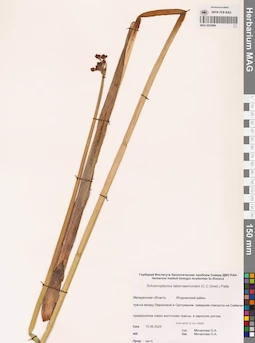 MAG 0022969