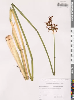 MAG 0022973