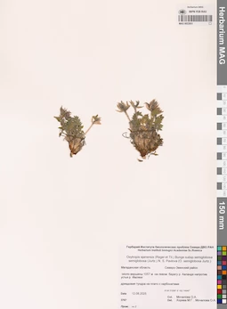 MAG 0022931