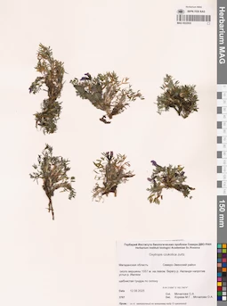 MAG 0022935