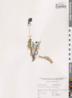 MAG 0023019