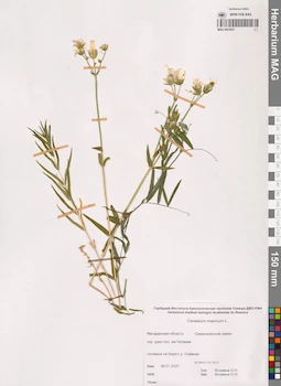 MAG 0023021