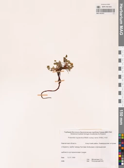 MAG 0023022