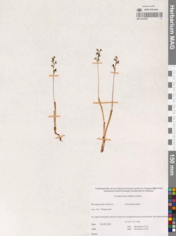 MAG 0023028