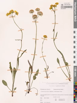 MAG 0023029